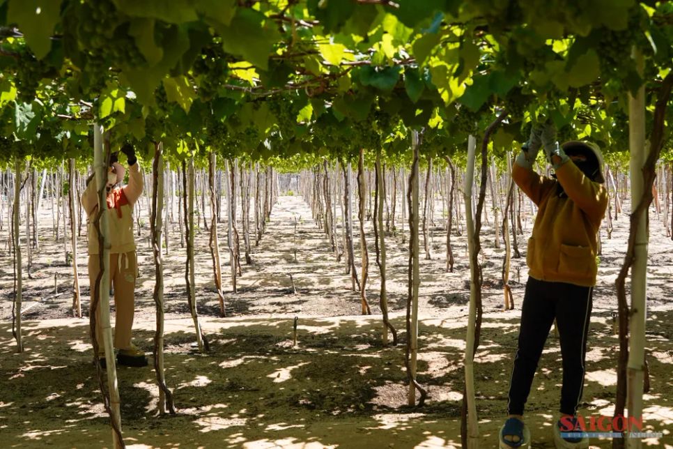 Nho cảnh Khánh Hòa đắt khách dịp Tết Nguyên đán