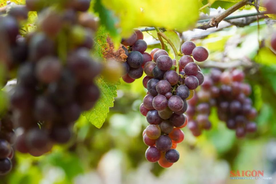 Nho cảnh Khánh Hòa đắt khách dịp Tết Nguyên đán