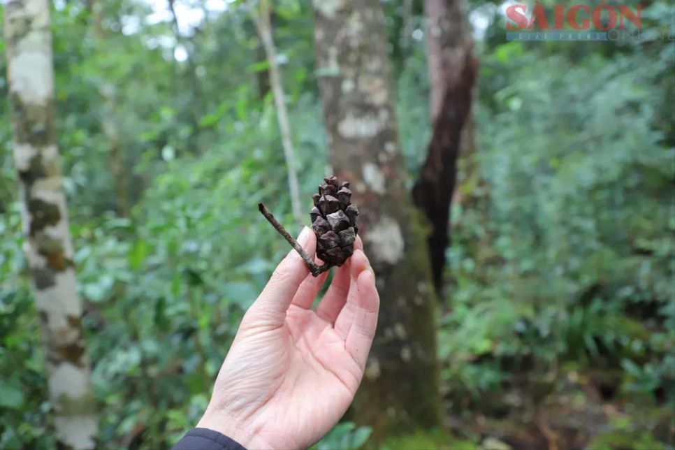 Cây tái sinh bằng hạt khá phổ biến, nhưng cây tái sinh tự phát triển chiều cao trên 2m khá hiếm gặp. Ảnh: ĐOÀN KIÊN