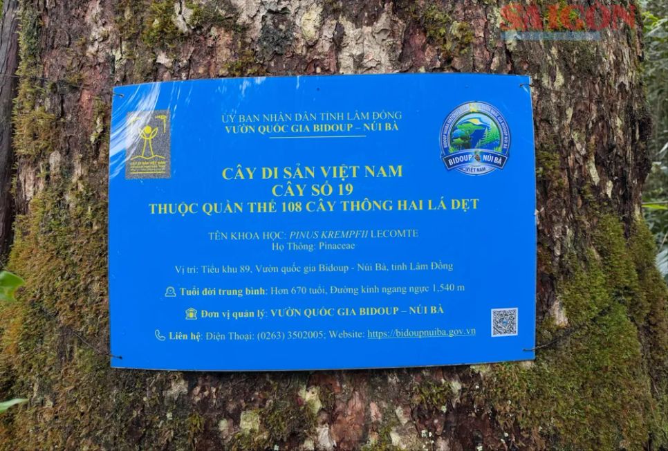 Đây cũng là quần thể vừa được công nhận là Cây Di sản Việt Nam, được đánh số và vị trí tọa độ trên GPS của từng cây. Ảnh: ĐOÀN KIÊN