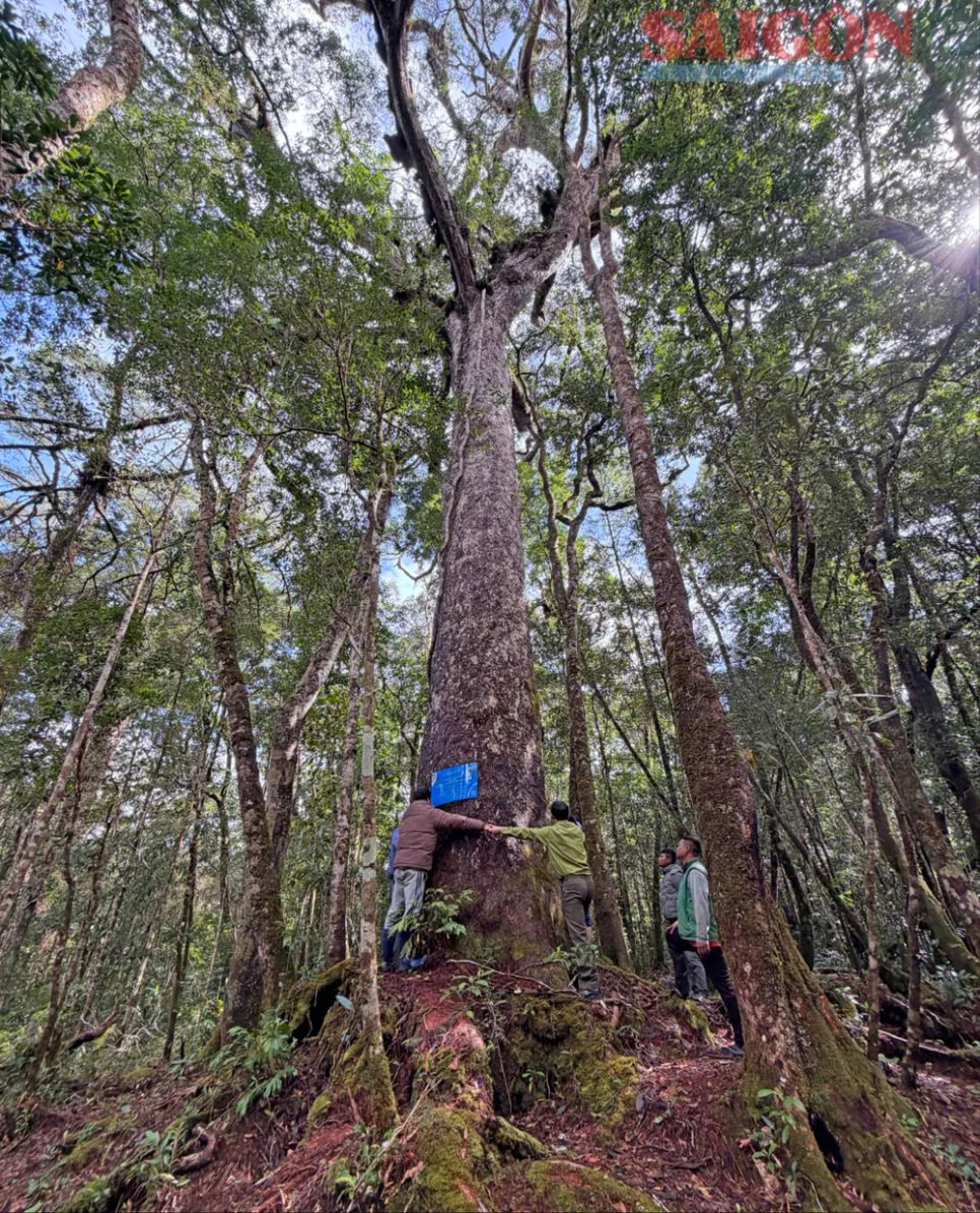 Qua các đợt khảo sát, Vườn quốc gia Bidoup - Núi Bà đã xác định được 108 cá thể loài thông hai lá dẹt đặc hữu, nguy cấp, quý hiếm có đường kính từ 1-1,9m và độ tuổi ước tính từ 430 đến khoảng 1.000 năm. Ảnh: ĐOÀN KIÊN