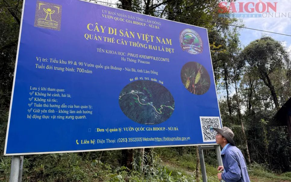 Quần thể loài thông hai lá dẹt mọc tập trung tại khoảnh 3,4,5 tiểu khu 89 và khoảnh 1,2,3 tiểu khu 90, lâm phần quản lý của Vườn quốc gia Bidoup - Núi Bà. Ảnh: ĐOÀN KIÊN