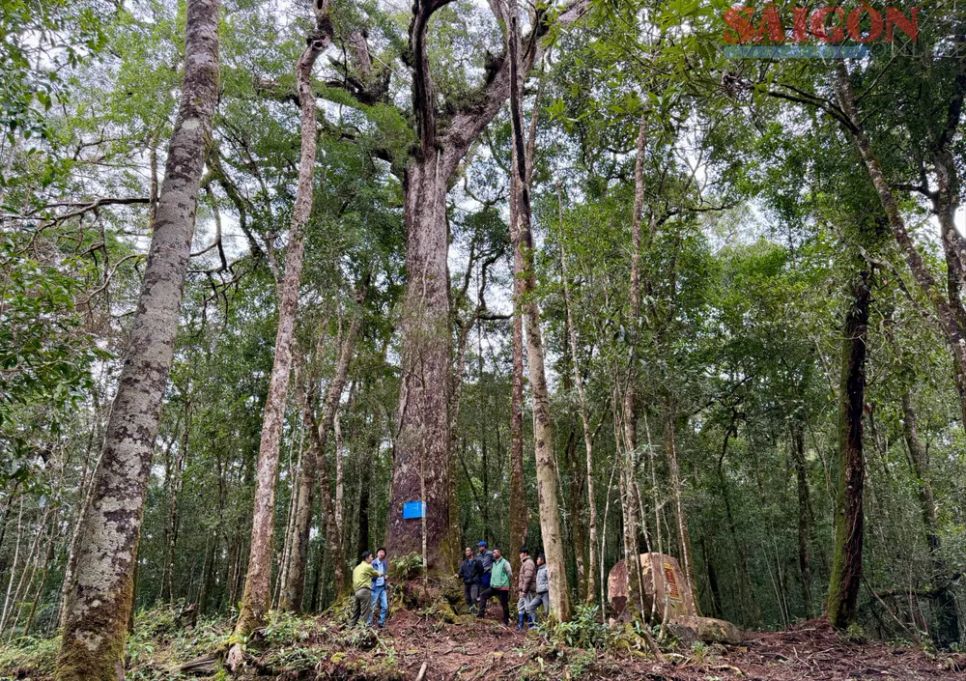 Quần thể thông hai lá dẹt tại Vườn quốc gia Bidoup - Núi Bà với hàng trăm cây có đường kính gốc từ 50-60cm cho đến những cây đường kính gốc gần 2m cùng hệ sinh thái nhiều lớp tán rừng đang được hơn 70 hộ dân là người đồng bào dân tộc thiểu số bản địa nhận khoán bảo vệ. Ảnh: ĐOÀN KIÊN