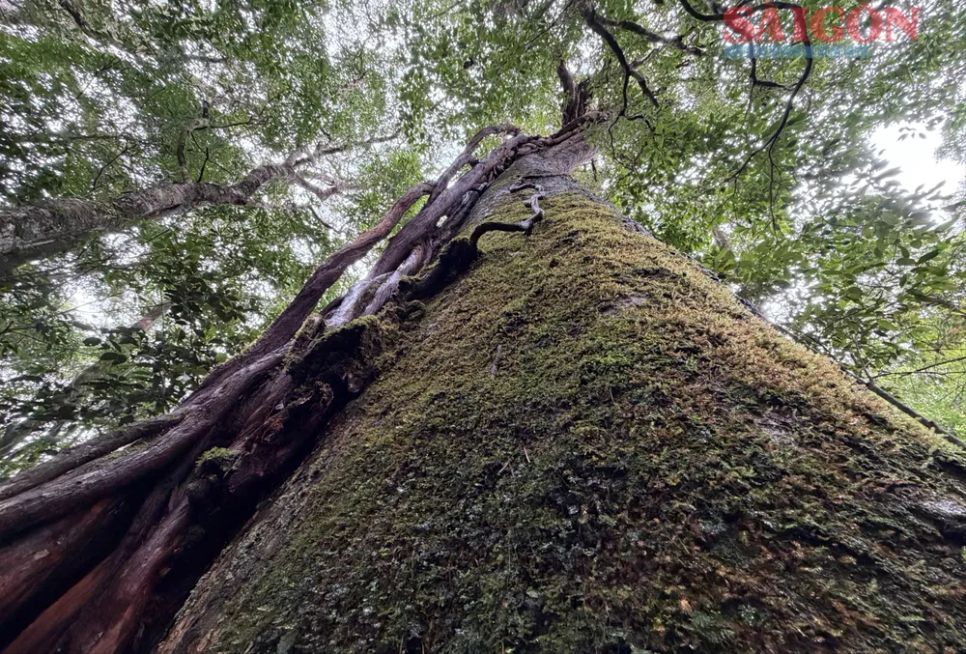 Riêng đối với kiểu rừng có thông hai lá dẹt tồn tại, có 5 tầng rõ rệt (tầng vượt tán, tán chính, dưới tán, cây bụi và tầng thảm tươi), khoảng 70% lượng nước mưa sẽ thấm vào lòng đất, điều tiết từ từ ra sông suối, làm chậm vòng tuần hoàn nước, giữ nước tốt hơn ở những khu vực đất trống, thảm thực vật thưa thớt. Ảnh: ĐOÀN KIÊN