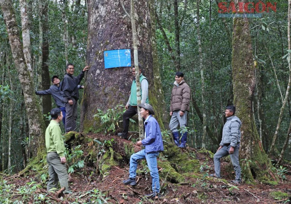 Tại đây, một chốt trực quản lý bảo vệ rừng được dựng lên duy trì từ 8 đến 10 người trực 24/24 để có thể nắm bắt mọi diễn biến bất thường liên quan khu rừng và quần thể thông hai lá dẹt quý hiếm. Ảnh: ĐOÀN KIÊN