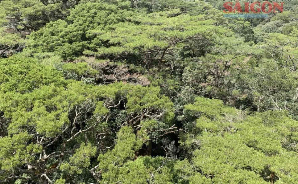 Theo nghiên cứu của các nhà khoa học, cây thông hai lá dẹt có đường kính trên 1m có thể lưu trữ lượng carbon bằng hàng trăm, thậm chí hàng ngàn cá thể cây nhỏ khác. Ảnh: ĐOÀN KIÊN