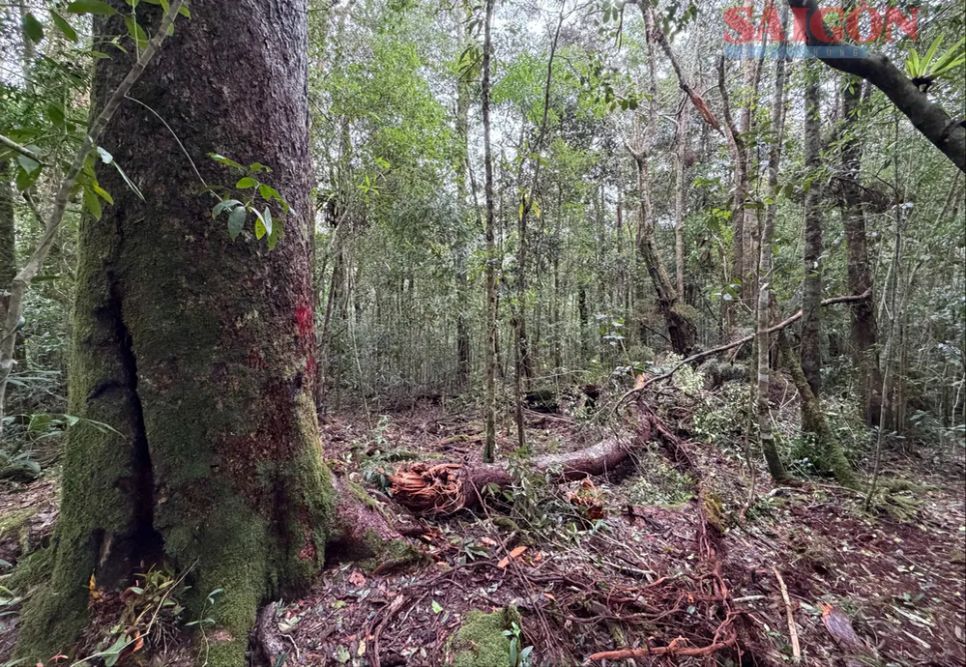 Theo quan niệm của người dân địa phương, những cây thông hai lá dẹt là cây “thần linh”, là nơi trú ngụ của thần linh nên bà con trong vùng không chặt vì rất kiêng kỵ. Cây có thể già, cành lớn gãy rơi xuống đất nhưng không ai lấy về làm củi hay sử dụng. Nhờ đó, quần thể thông hai lá dẹt tại đây được bảo tồn khá nguyên vẹn. Ảnh: ĐOÀN KIÊN