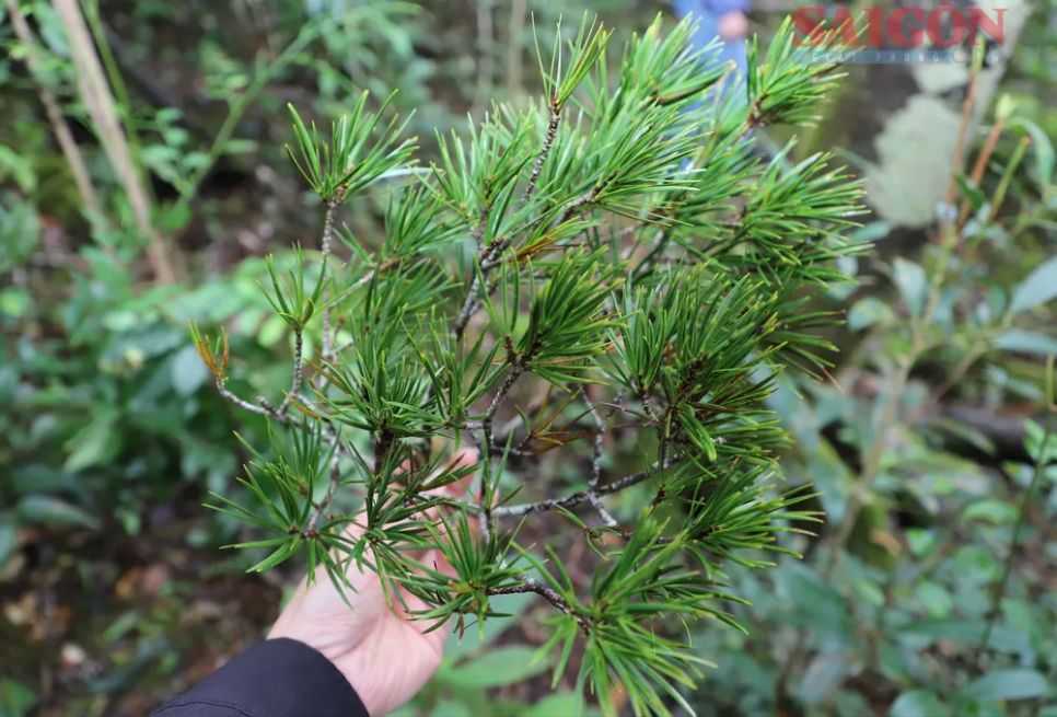 Thông hai lá dẹt có đặc điểm bên ngoài dễ nhận biết với hai lá hình kiếm. Ảnh: ĐOÀN KIÊN