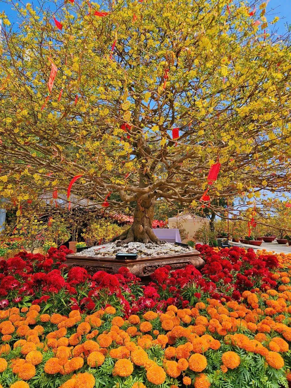 Một ngày du xuân Cần Giờ, trọn niềm vui cho cả gia đình, vẹn ký ức cho nhiều mùa Tết