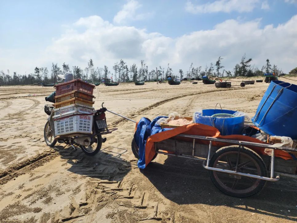 Chở ruốc bán cho thương lái tại bờ biển