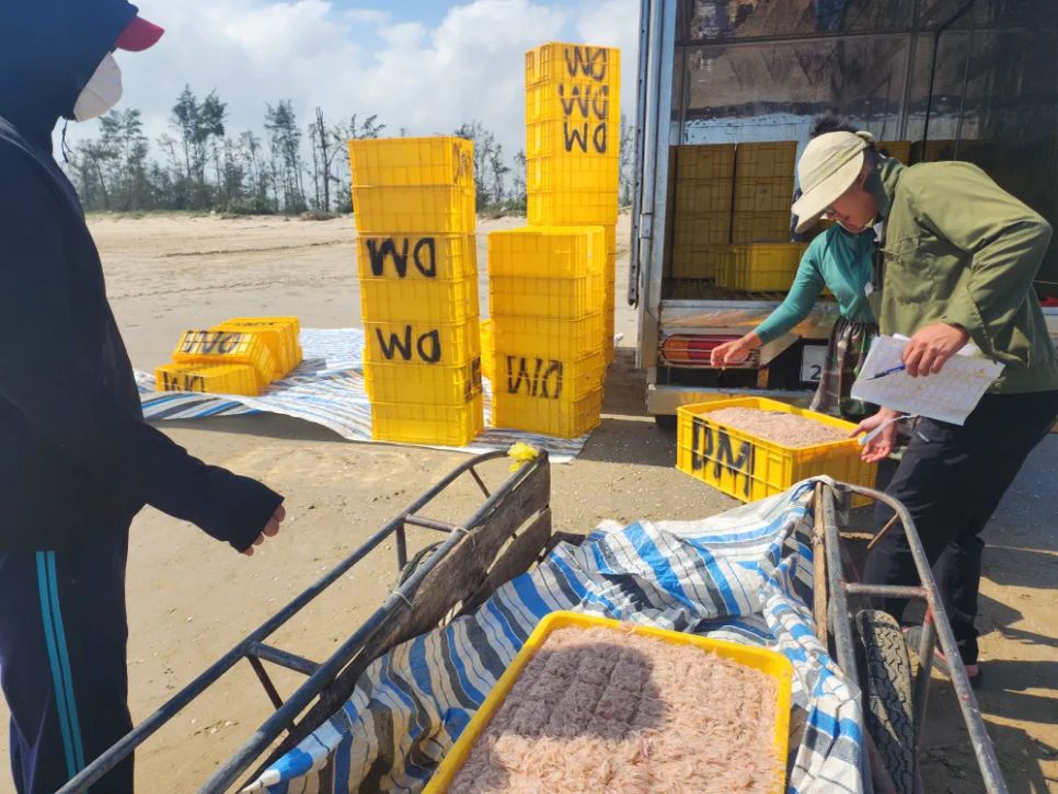 Ngư dân trúng đậm ruốc biển ngày cận tết