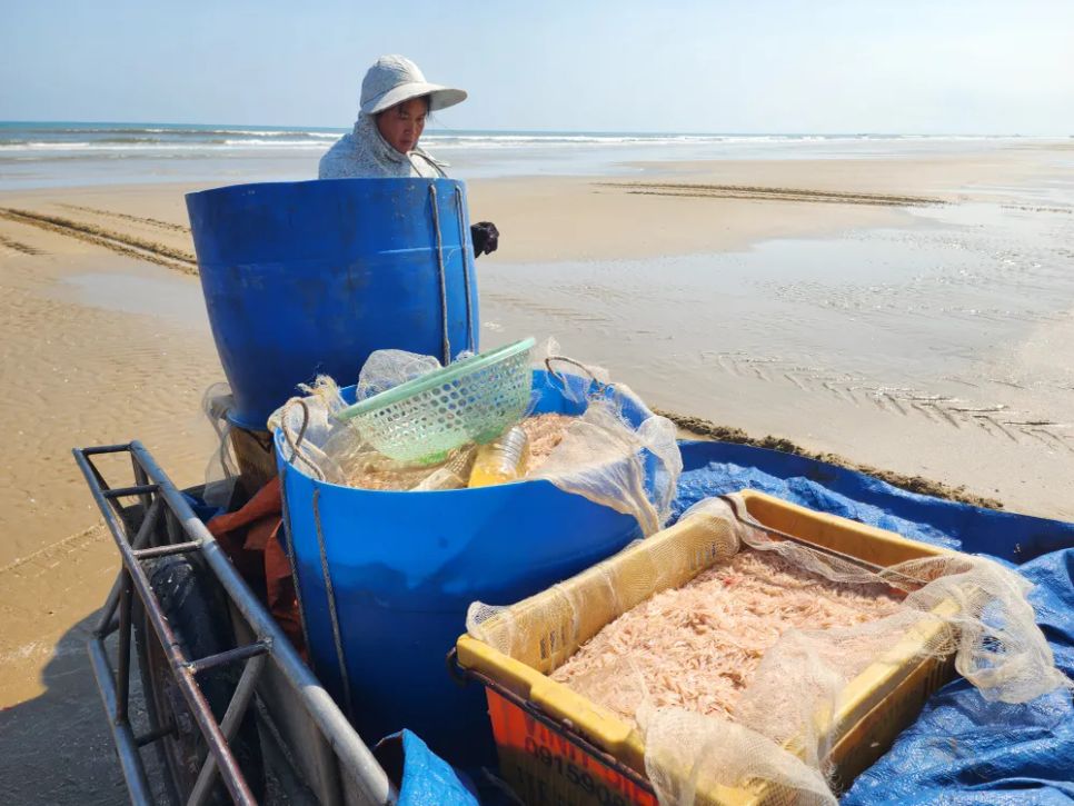 Ngư dân trúng đậm ruốc biển ngày cận tết