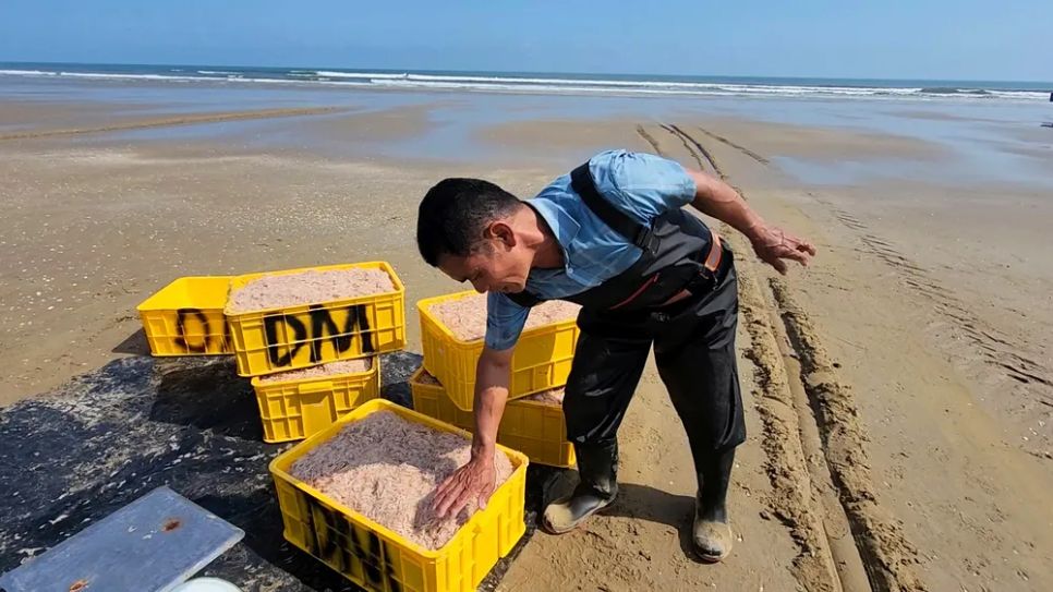 Ngư dân trúng đậm ruốc biển ngày cận tết