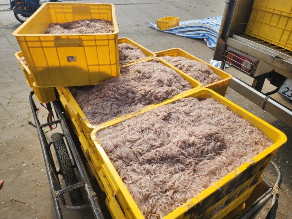 Ngư dân trúng đậm ruốc biển ngày cận tết