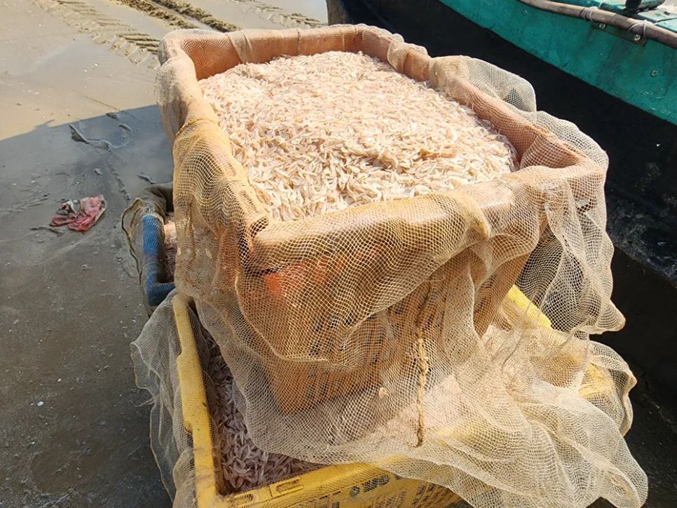 Ngư dân trúng đậm ruốc biển ngày cận tết