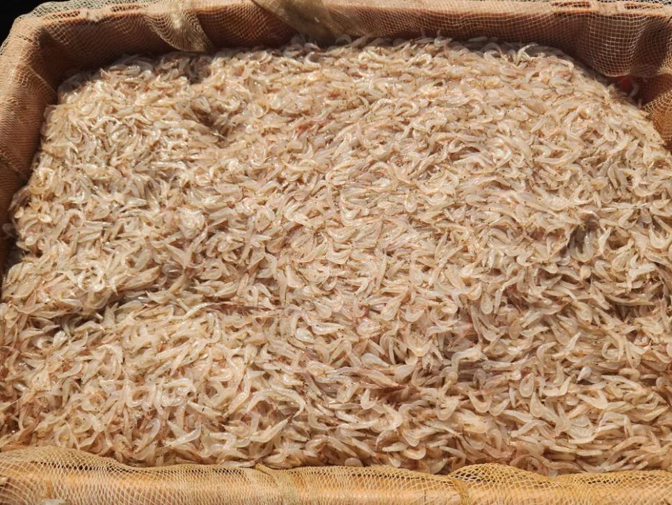 Ngư dân trúng đậm ruốc biển ngày cận tết