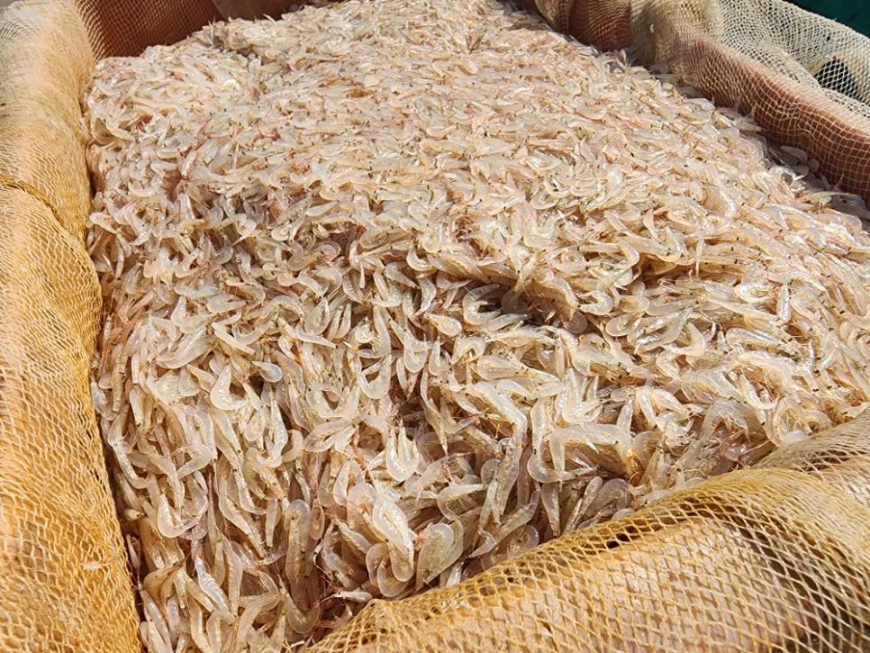 Ngư dân trúng đậm ruốc biển ngày cận tết