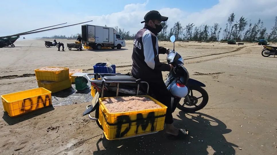 Ngư dân trúng đậm ruốc biển ngày cận tết