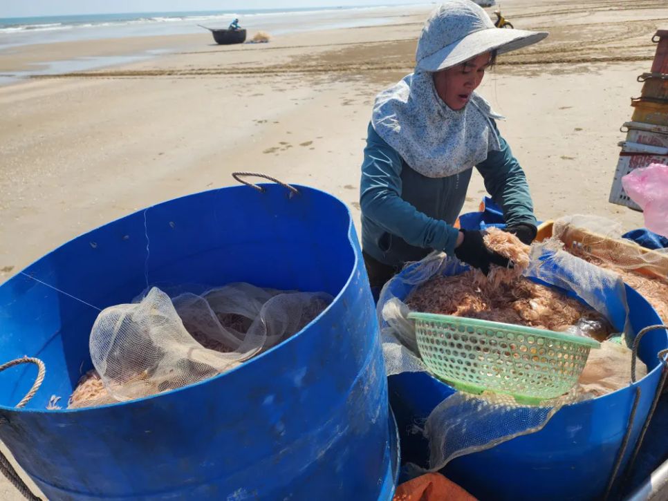 Ngư dân trúng đậm ruốc biển ngày cận tết