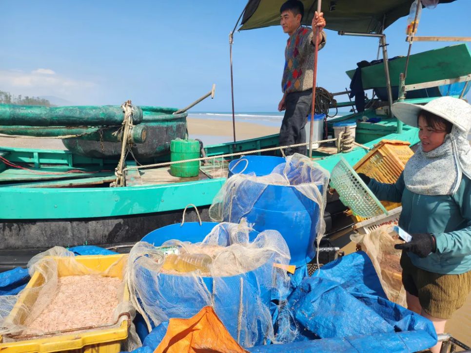 Ngư dân trúng đậm ruốc biển ngày cận tết