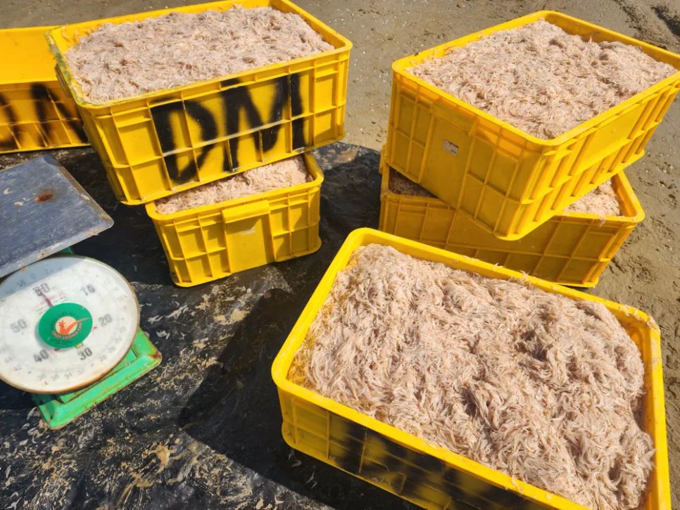 Ngư dân trúng đậm ruốc biển ngày cận tết