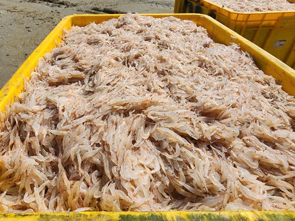 Ngư dân trúng đậm ruốc biển ngày cận tết