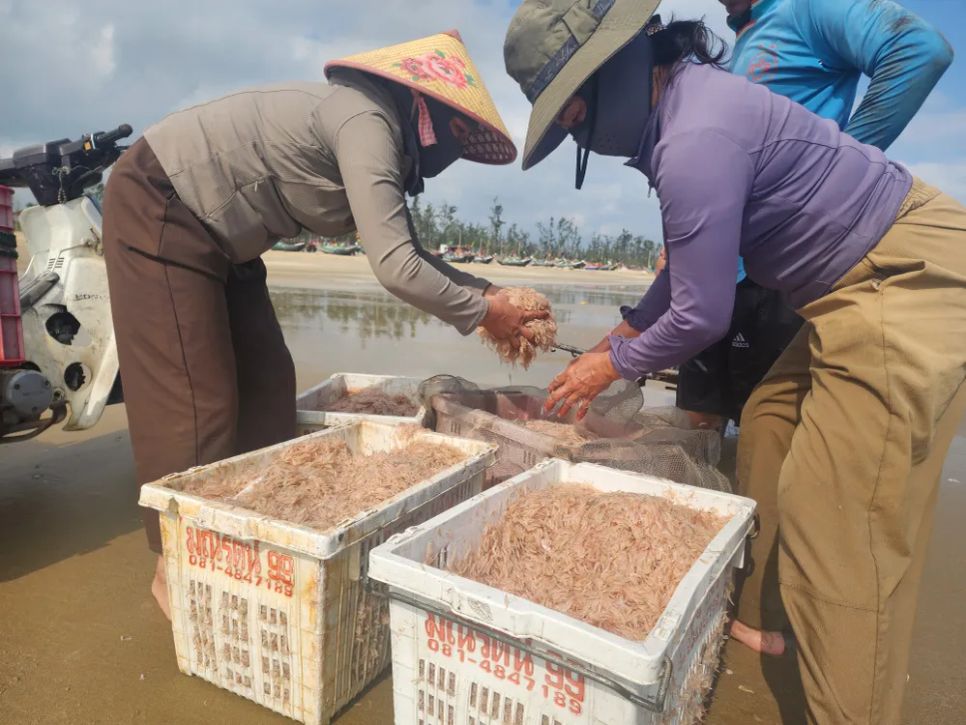 Ruốc biển được đưa vào bờ