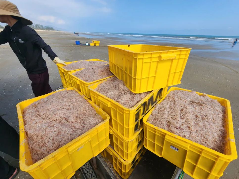 Ruốc biển được tập kết để tiêu thụ ngay tại bờ biển