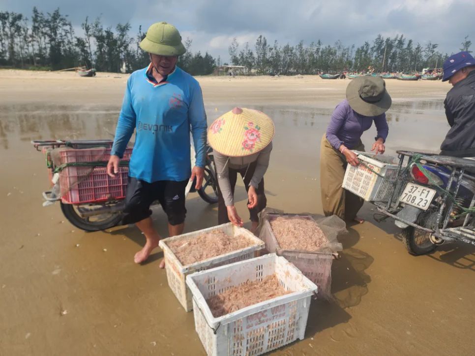 Ruốc biển tươi ngon