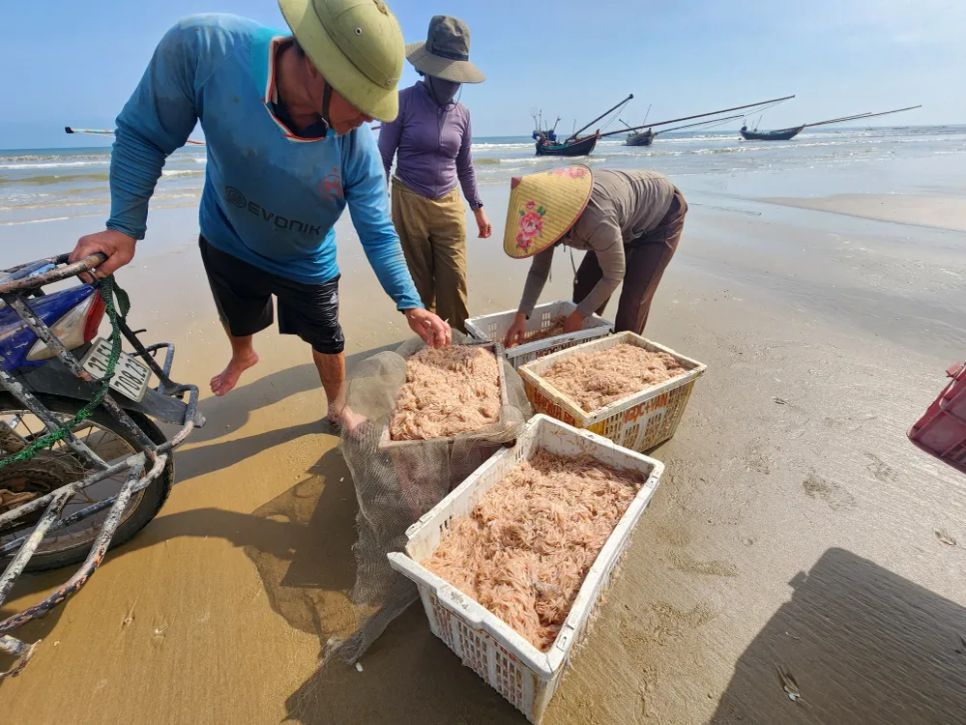 Ruốc biển tươi ngon được chở vào bờ