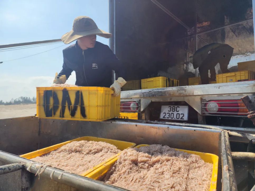 Ruốc được thu mua ngay tại bờ biển