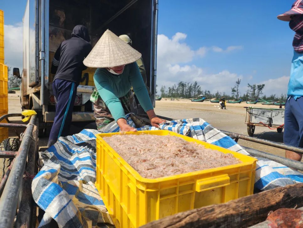 Ruốc được thương lái thu mua tại bờ biển