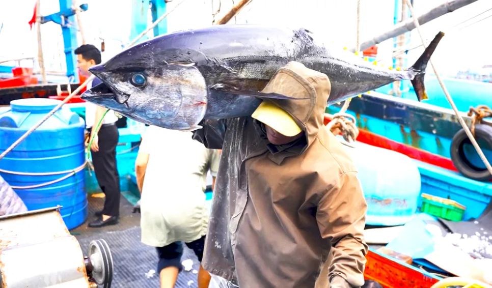 Những ngày giáp Tết Bính Ngọ ngư dân ở cảng cá Tam Quan bận rộn trong mùa thu hoạch cá ngừ đại dương