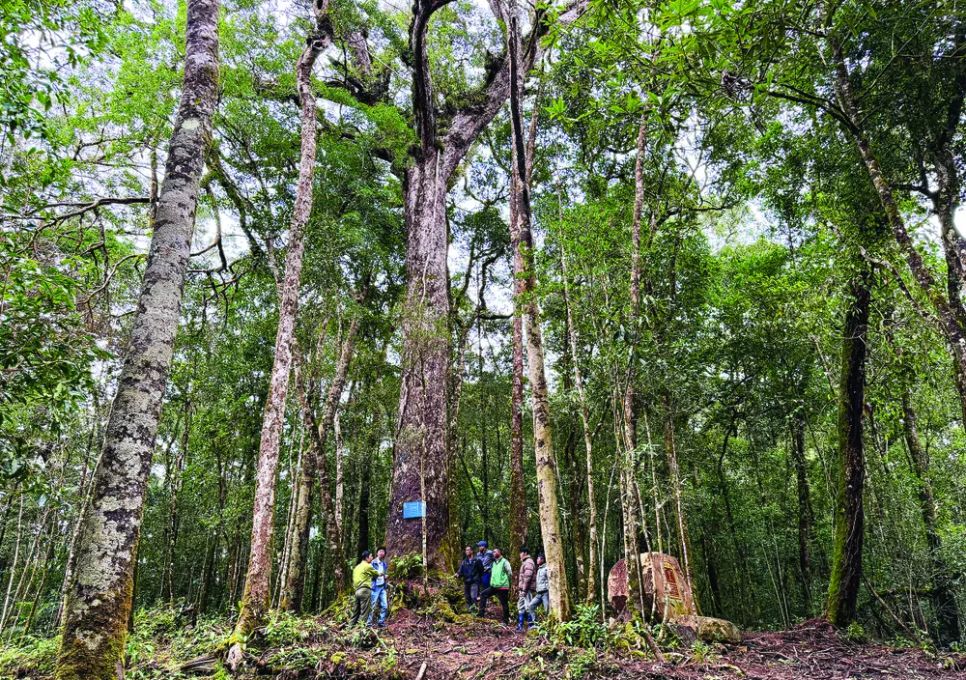 Cư dân sinh sống tại VQG Bidoup - Núi Bà và các đơn vị quản lý chung tay giữ gìn quần thể thông 2 lá dẹt quý hiếm Cư dân sinh sống tại VQG Bidoup - Núi Bà và các đơn vị quản lý chung tay giữ gìn quần thể thông 2 lá dẹt quý hiếm