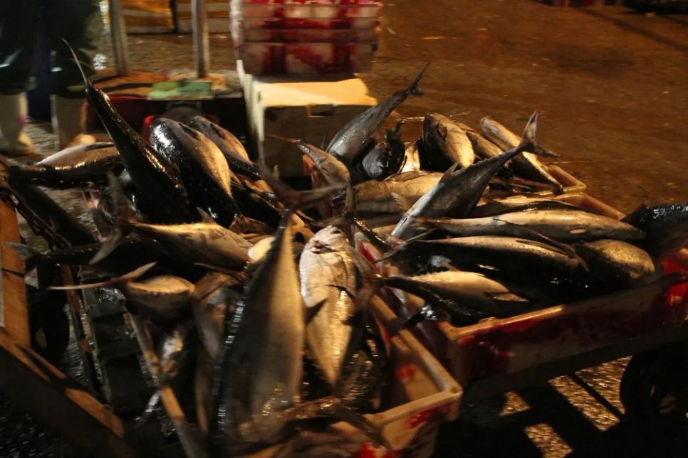 Niềm vui trên những chuyến biển 'tất niên' tại cảng cá Thọ Quang