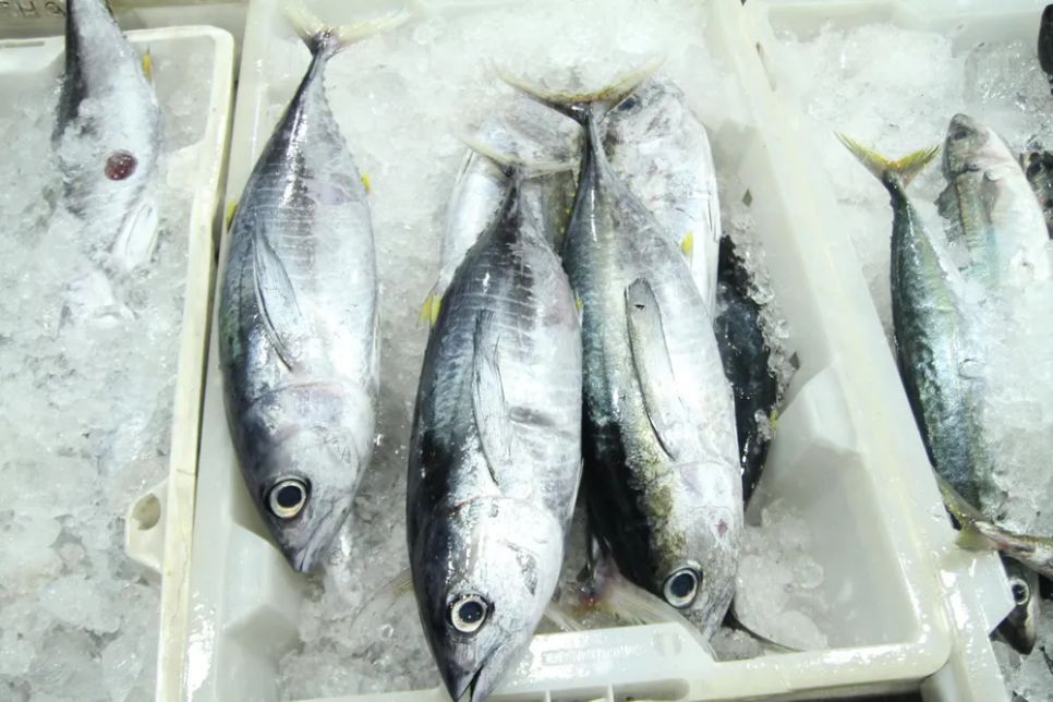 Niềm vui trên những chuyến biển 'tất niên' tại cảng cá Thọ Quang