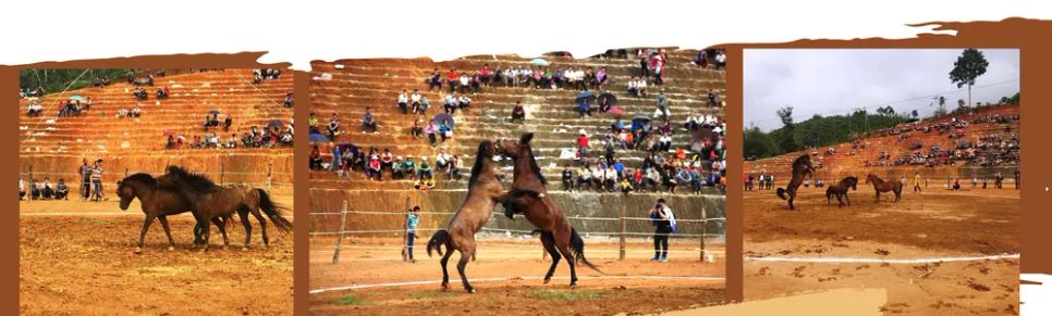 Năm Ngọ nói chuyện ngựa