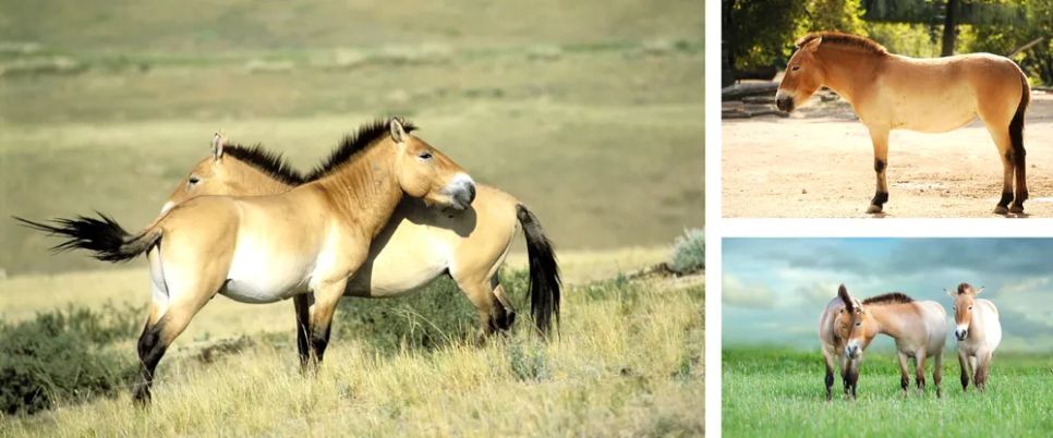 Năm Ngọ nói chuyện ngựa