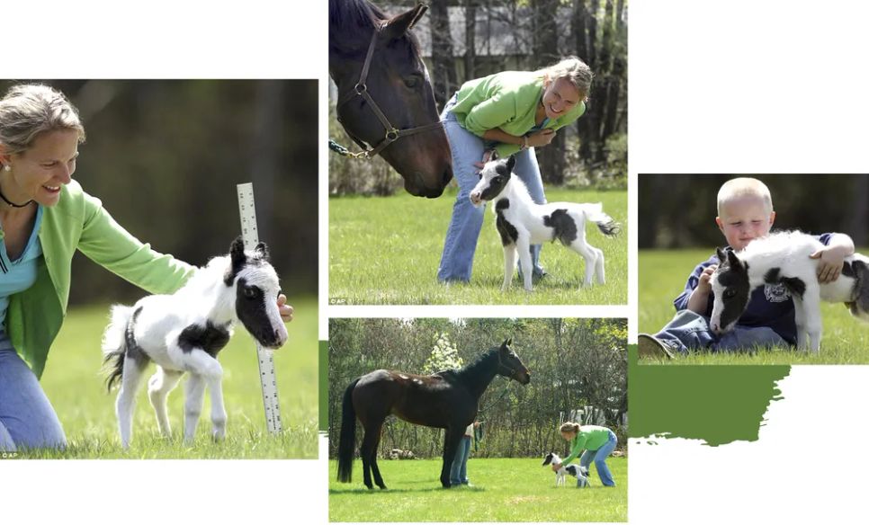 Năm Ngọ nói chuyện ngựa