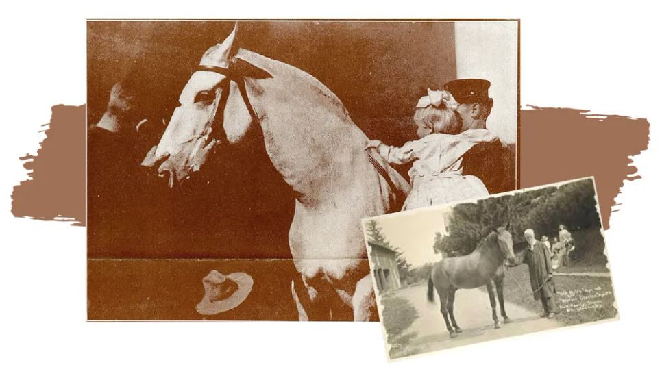 Năm Ngọ nói chuyện ngựa