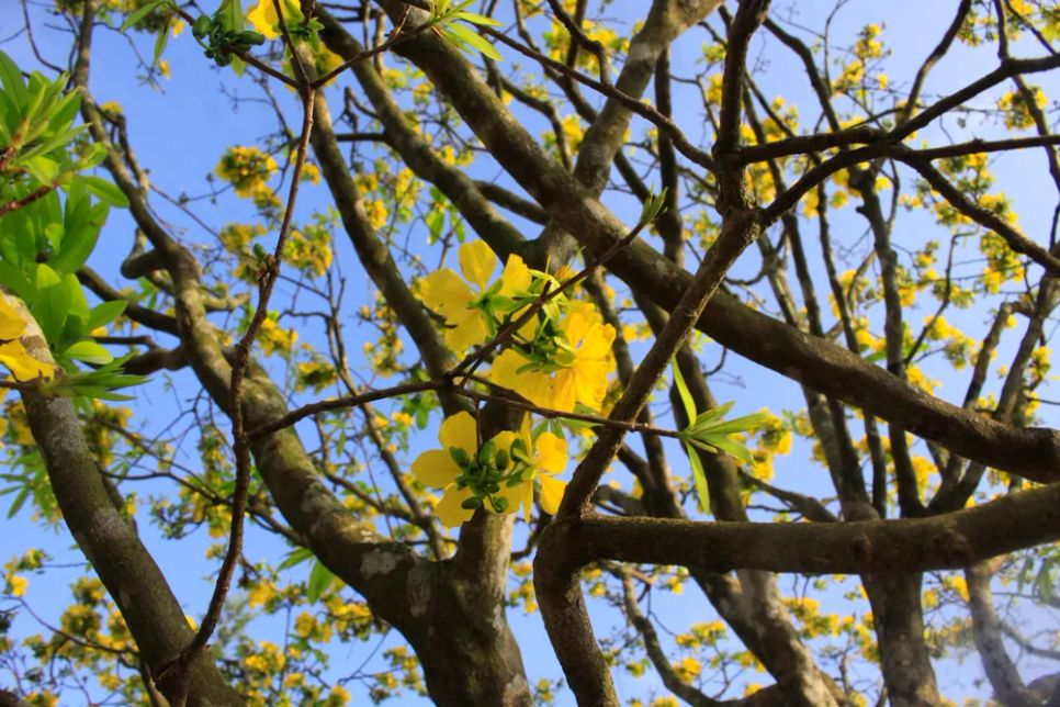 Ảnh: NGUYỄN TRANG