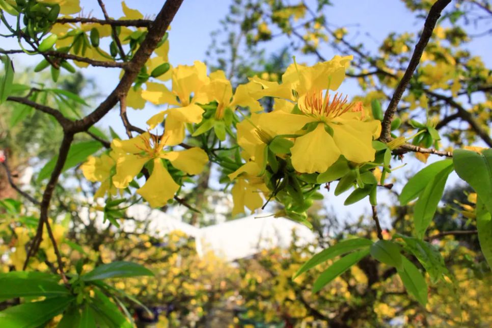 Ảnh: NGUYỄN TRANG