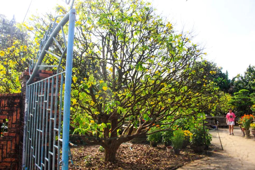 Cây mai được trồng trước nhà tạo điểm nhấn đặc biệt. Ảnh: NGUYỄN TRANG