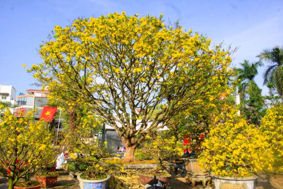 Cây mai hơn 60 năm tuổi của anh Hùng trưng bày tại Quảng trường Phạm Văn Đồng, tỉnh Quảng Ngãi. Ảnh: NGUYỄN TRANG