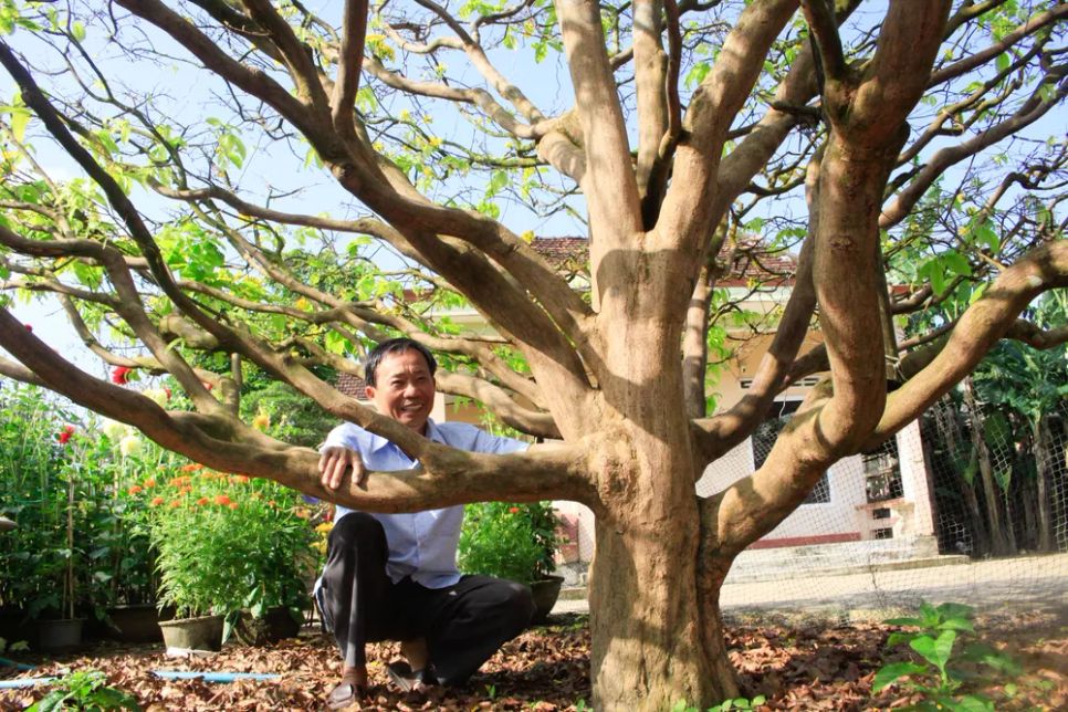 Gốc mai vững vàng, khỏe mạnh. Ảnh: NGUYỄN TRANG