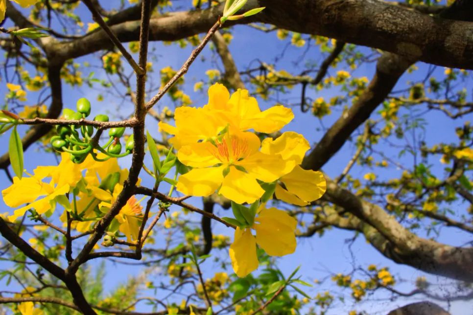 Hoa mai 5 cánh nở thành từng chùm. Ảnh: NGUYỄN TRANG