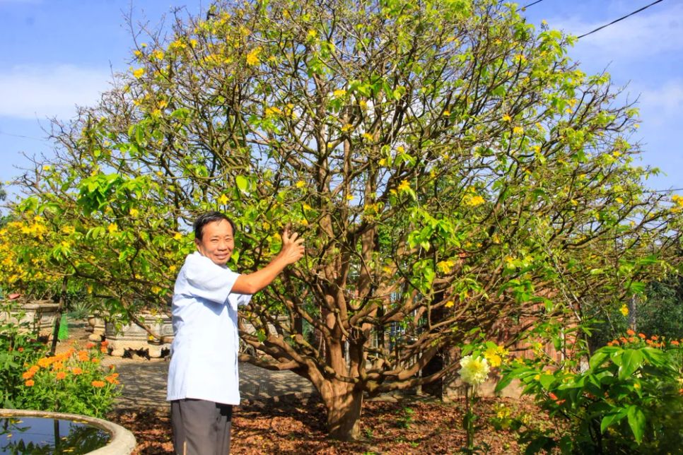 Mai cổ thụ hơn 70 năm tuổi của ông Trần Tân. Ảnh: NGUYỄN TRANG