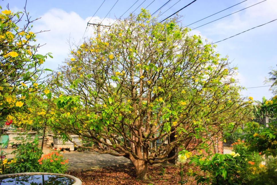 Mai khoe sắc trong ngày xuân mới. Ảnh: NGUYỄN TRANG