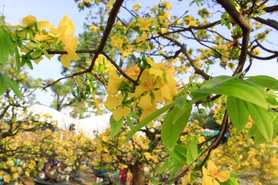 “Nhất sinh đê thủ bái mai hoa”. Ảnh: NGUYỄN TRANG