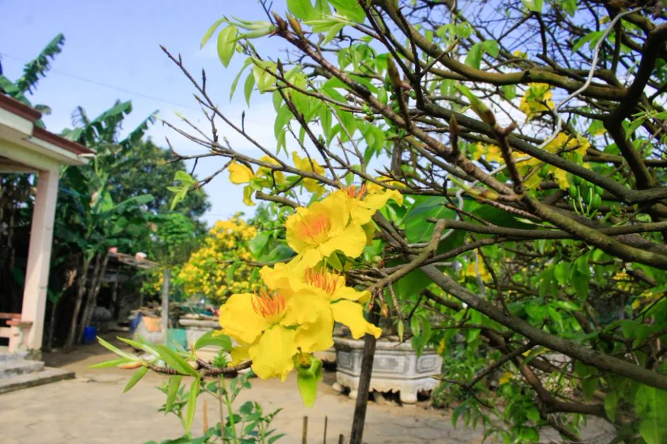 Suốt hàng chục năm, ông Tân đã kỳ công chăm sóc mai để mỗi năm hoa đều nở đúng thời điểm. Ảnh: NGUYỄN TRANG